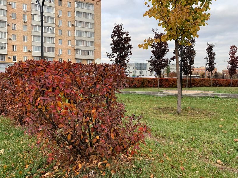 Благоустройство на востоке Москвы: высадка более 700 деревьев! Благоустройство на востоке Москвы: высадка более 700 деревьев!