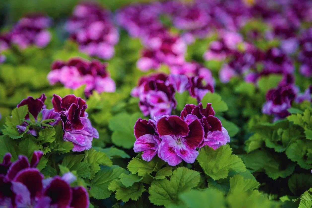 На улицах Москвы высадили более 4,2 миллиона виол