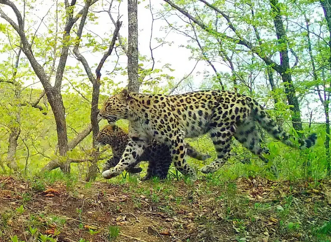 В Приморье обсуждают строительство полигона для захоронения ТКО рядом с охранной зоной нацпарка