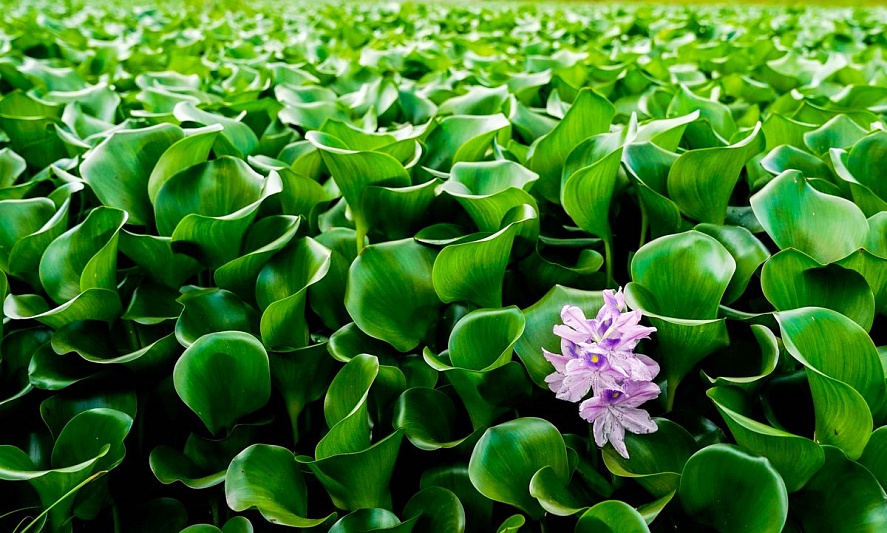 Эйхорния против загрязнений: в Москве высадят 5 тысяч тропических растений для очистки воды