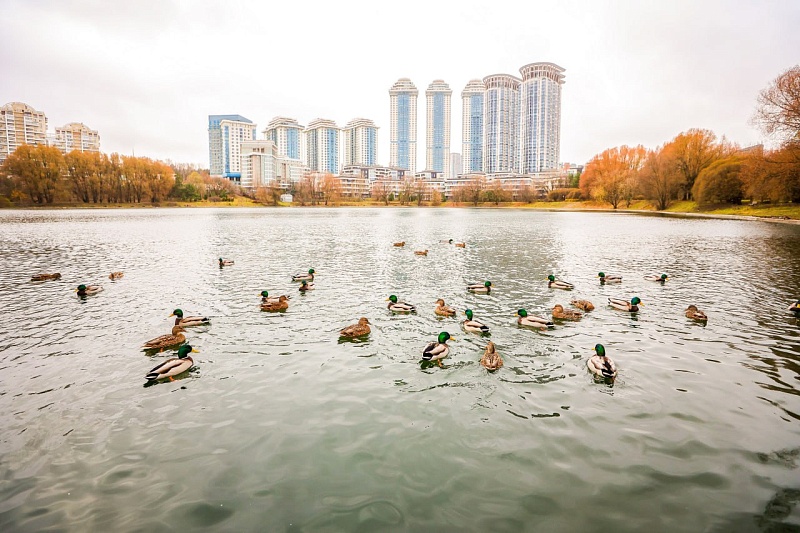 Москва обновила 20 водоемов: экосистемы парков станут чище и привлекательнее