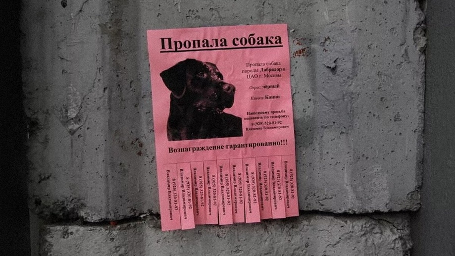 В Подмосковье запустили новый сервис для поиска домашних питомцев