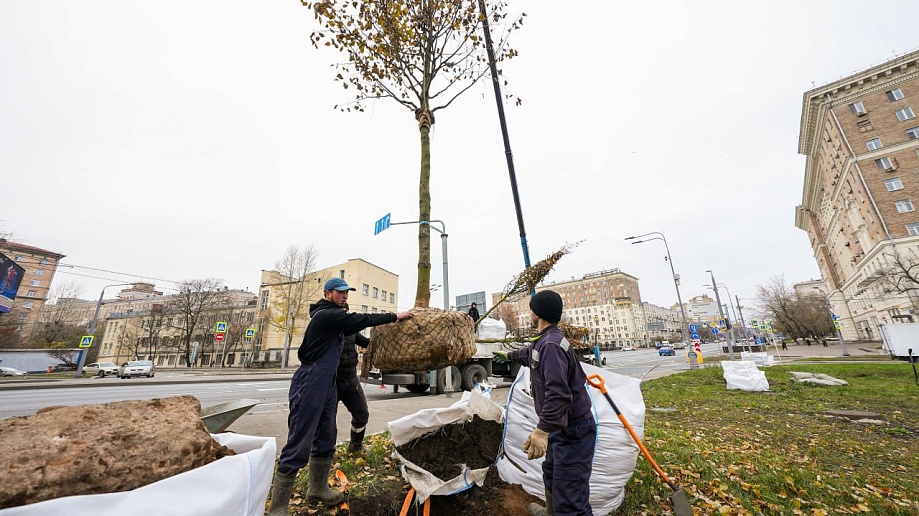 В 2023 году на благоустроенных территориях Москвы высадили более 750 деревьев