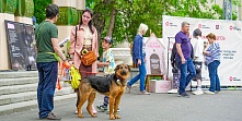 Фестиваль «Моспитомец» состоится 26 июля: программа, пристройство и благотворительность