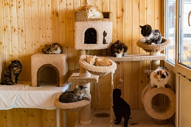 Более 2,7 тысячи животных из приютов обрели дом в 2025 году