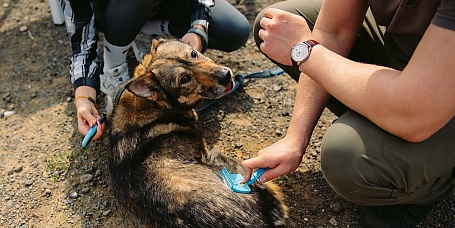 Около 35 тысяч животных из приютов Москвы нашли дом с 2015 года