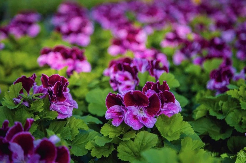 На улицах Москвы высадили более 4,2 миллиона виол