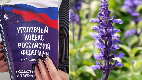 За какие растения на дачном участке теперь могут оштрафовать: новые правила с 1 марта 2026 года