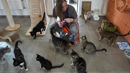 Количество домашних животных в квартирах могут привязать к площади жилья