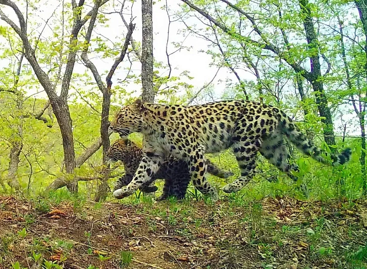 В Приморье обсуждают строительство полигона для захоронения ТКО рядом с охранной зоной нацпарка